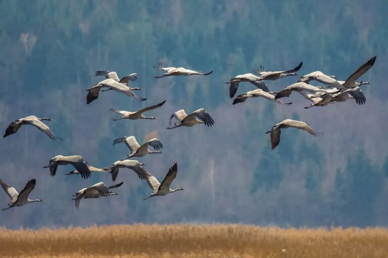 Birdwatching at Lake Cerknica Slovenia