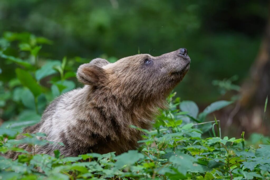 Wildlife watching in Slovenia countryside near Lake Cerknica
